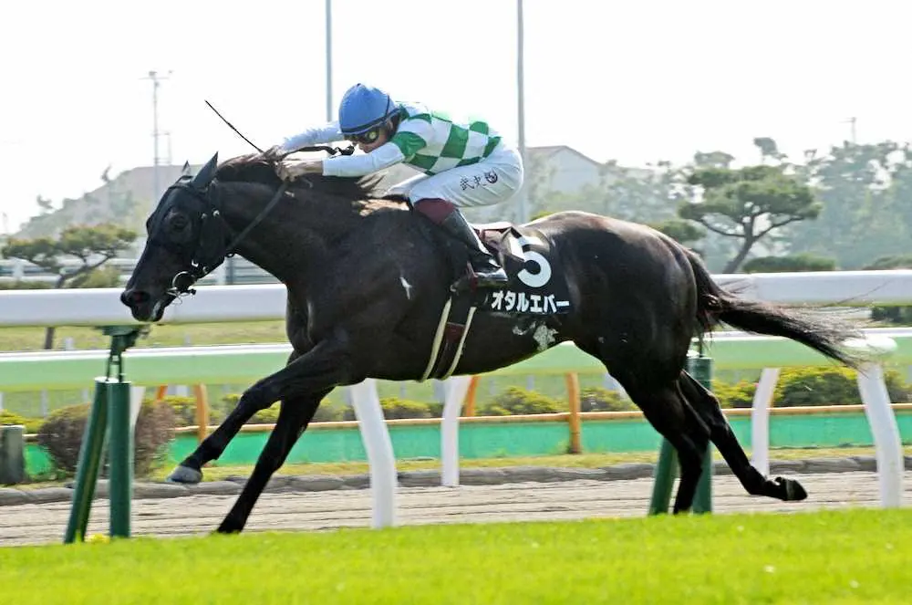 人気にこたえてゴール前の直線で他馬を差し切りゴールしたオタルエバー（撮影・千葉茂）