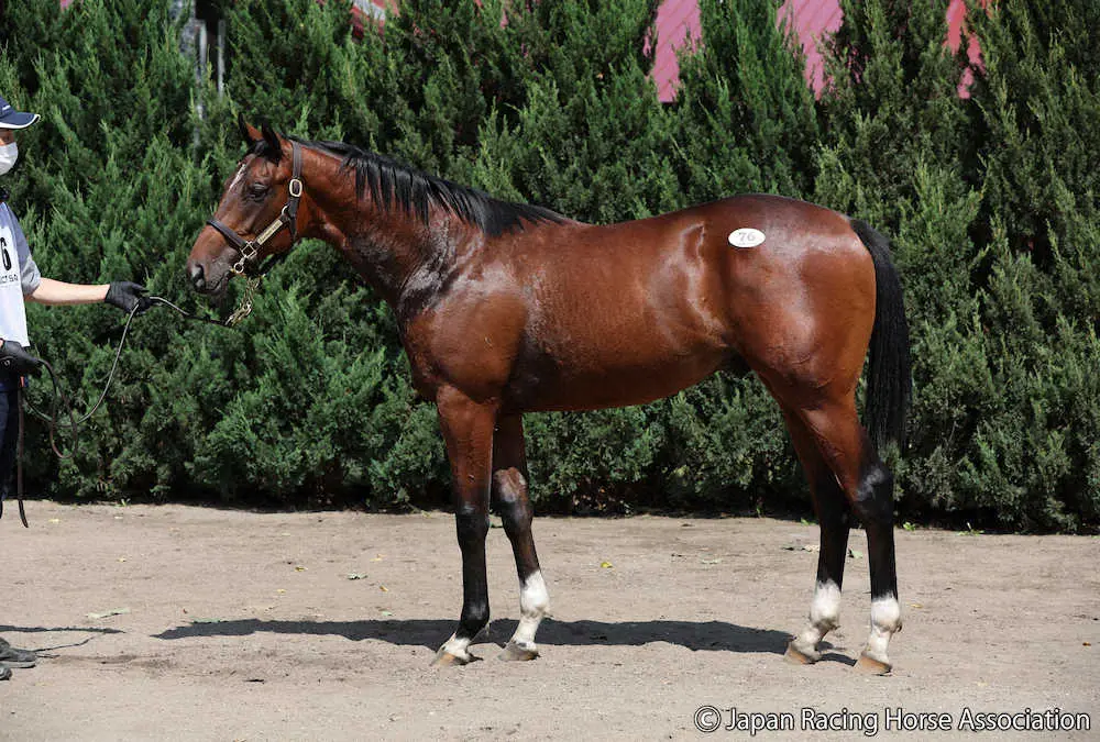 4億5000万円で落札された「モシーンの2021」（C）Japan　Racing　Horse　Association