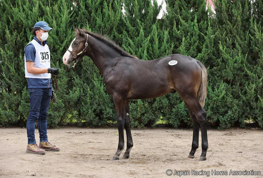 ＜セレクトセール2022＞3億1000万円で落札された「アウェイクの2022」（C）Japan　Racing　Horse　Association