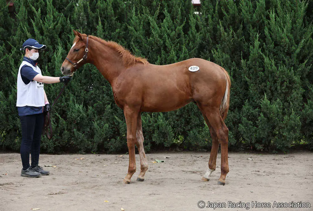＜セレクトセール2022＞1億4500万円で落札された「トレジャリングの2022」（C）Japan　Racing　Horse　Association