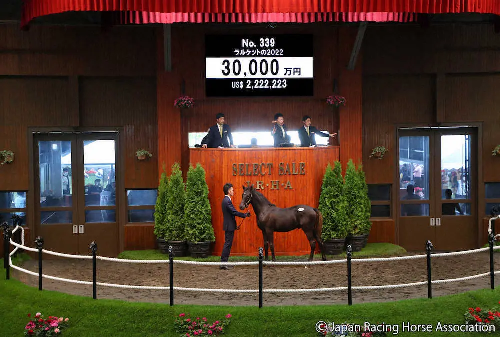 3億円で落札されたサートゥルナーリアの初年度産駒となる「ラルケットの2022」（C）Japan　Racing　Horse　Association