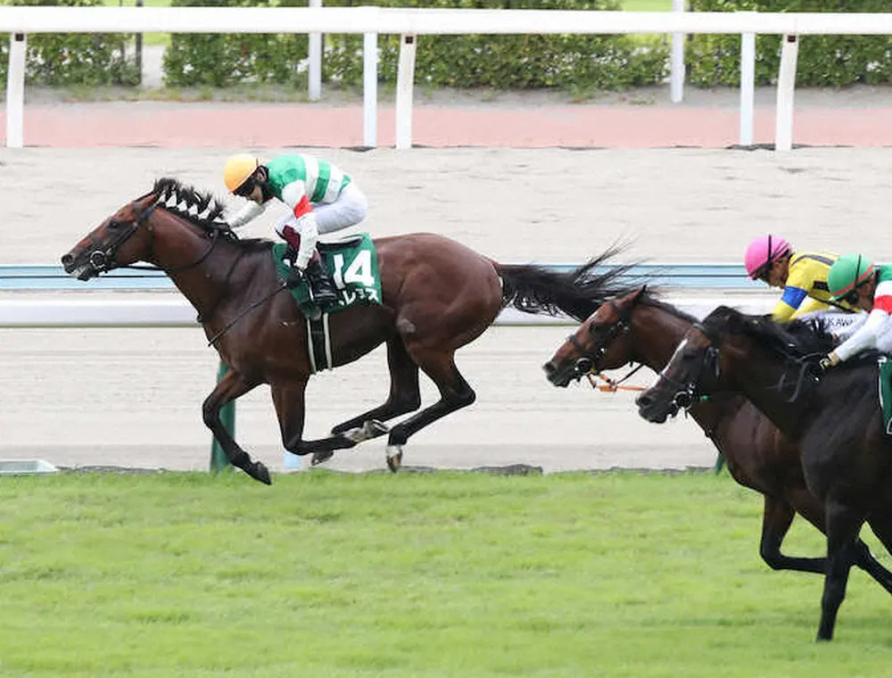逃げ切って重賞初制覇を果たした西村淳騎乗のベレヌス（撮影・中村　達也）