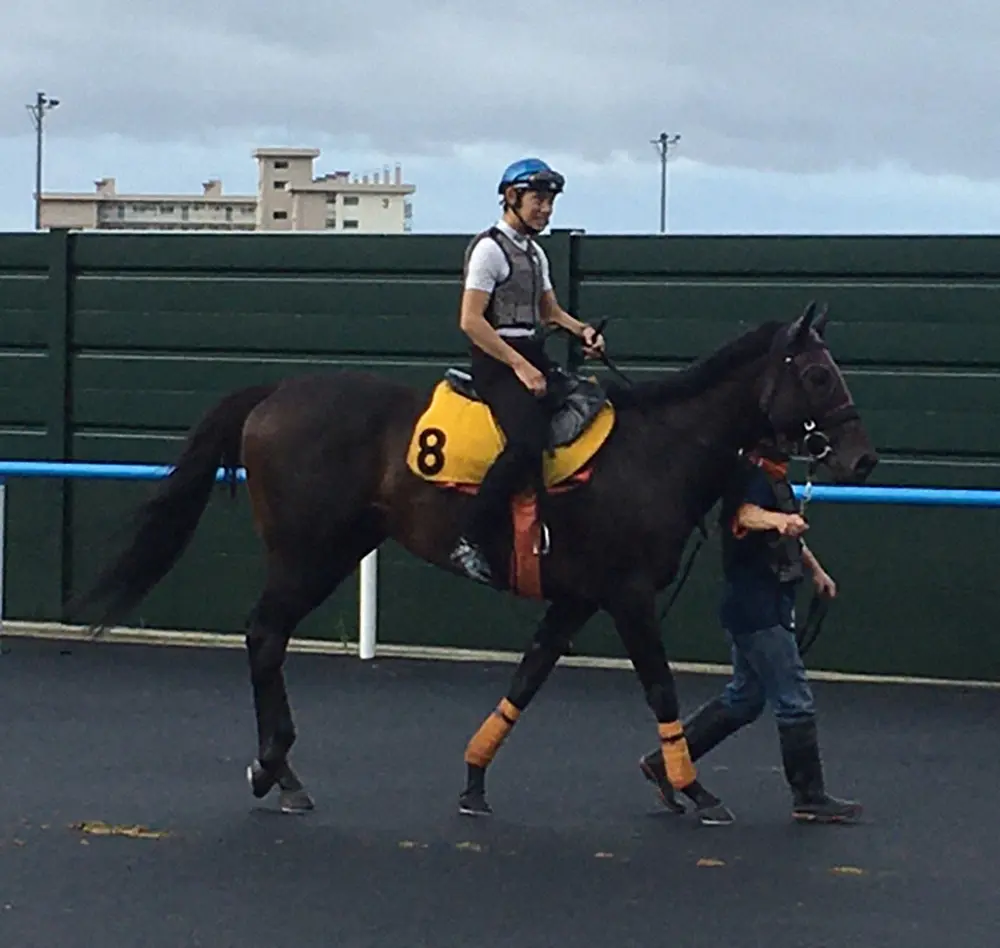 函館競馬場で菱田を背に調整するアイオライト