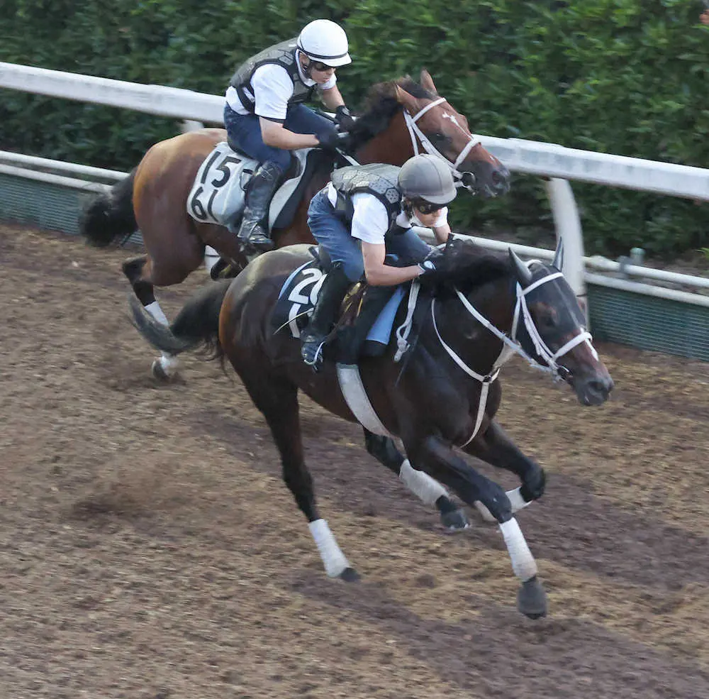 坂路を併せ馬で追い切るハピ＝手前（撮影・亀井　直樹）