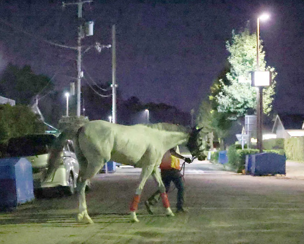 夜明け前、ウォーキングマシンに向かうトウセツ（撮影・亀井直樹）