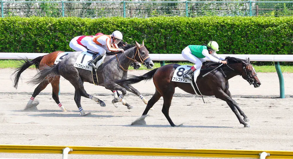＜新潟8R　差し切り勝ちを収めた今村騎乗のアルファマム（右）（撮影・光山　貴大）
