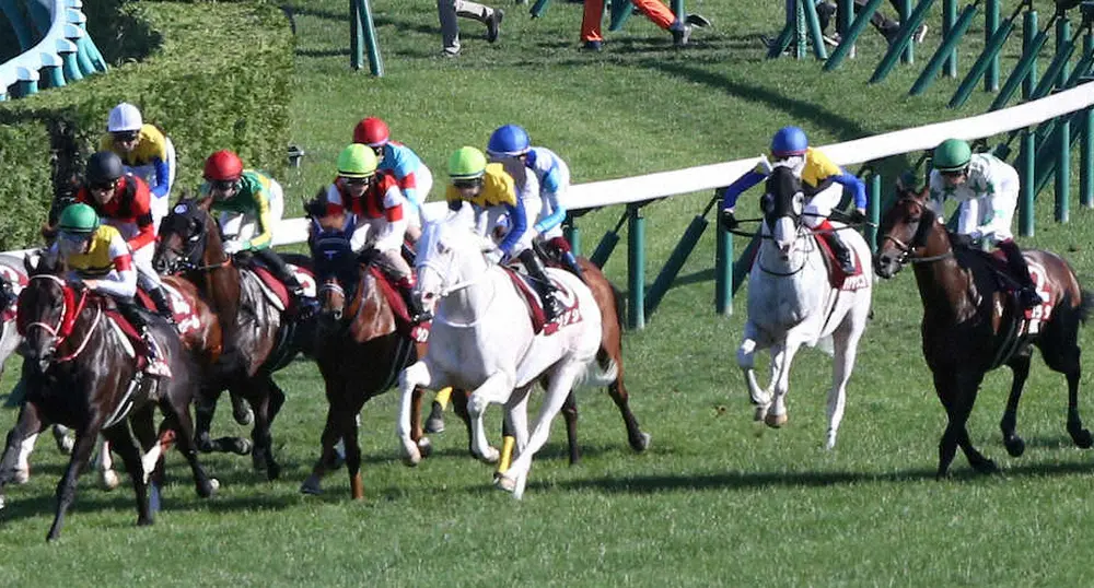 ＜札幌記念＞史上初の白毛対決が実現!!ソダシ（右から3頭目）とハヤヤッコ（右から2頭目）（撮影・高橋茂夫）