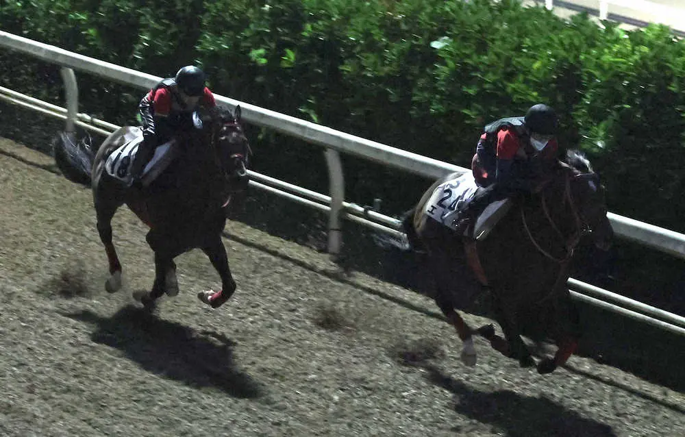坂路をダイシンピスケス（左）と併せ馬で追い切るエヒト