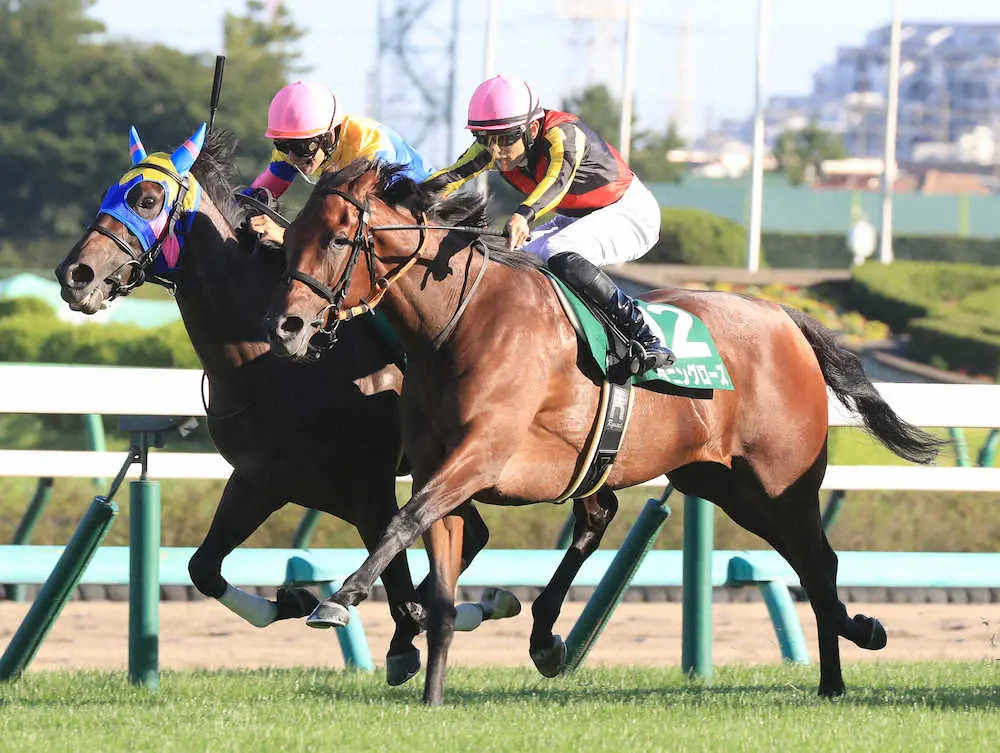 紫苑Sを制した坂井騎乗のスタニングローズ（右手前）（撮影・西川祐介）