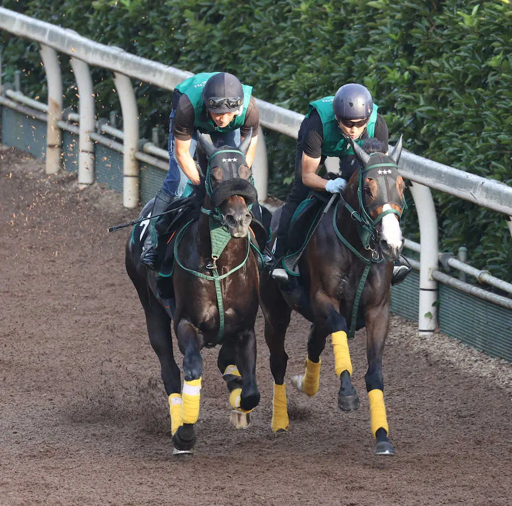 坂路にて併せ馬で追い切るセイウンハーデス（左）（撮影・亀井直樹）