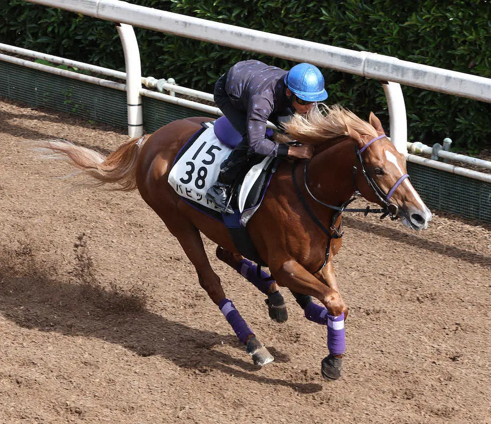 横山典を背に坂路を単走で追い切るバビット