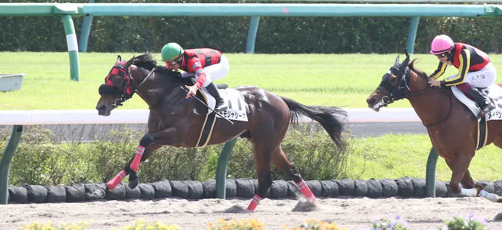 ＜中山4R・新馬戦＞快勝した横山典騎乗のトモジャシーマ（撮影・西川祐介）