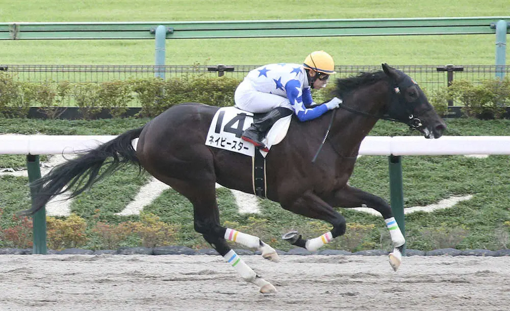 ＜東京4R＞新馬戦を制した吉田隼騎乗のネイビースター（撮影・西川祐介）