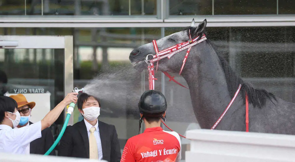 ＜阪神7R＞レース後、水を浴びるサンセットクラウド　（撮影・亀井　直樹）