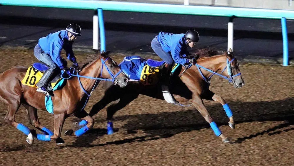 米国遠征に向け美浦トレセンで併せて追い切ったチェーンオブラブ（右）＝撮影・西川祐介