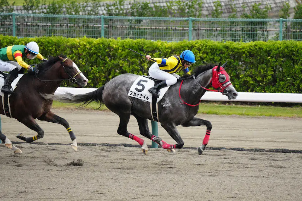 新潟12Rを制した今村騎乗のスカイナイル（撮影・河野　光希）