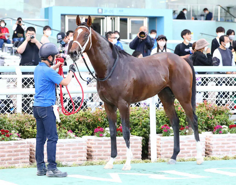 ＜阪神　8R・なでしこ賞＞　1着のフェルヴェンテ　（撮影・後藤　大輝）