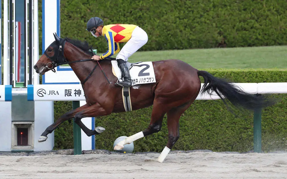 ＜阪神4R＞2着に5馬身の大差をつけデビュー戦に勝利したタカネノハナコサン（撮影・奥　調）