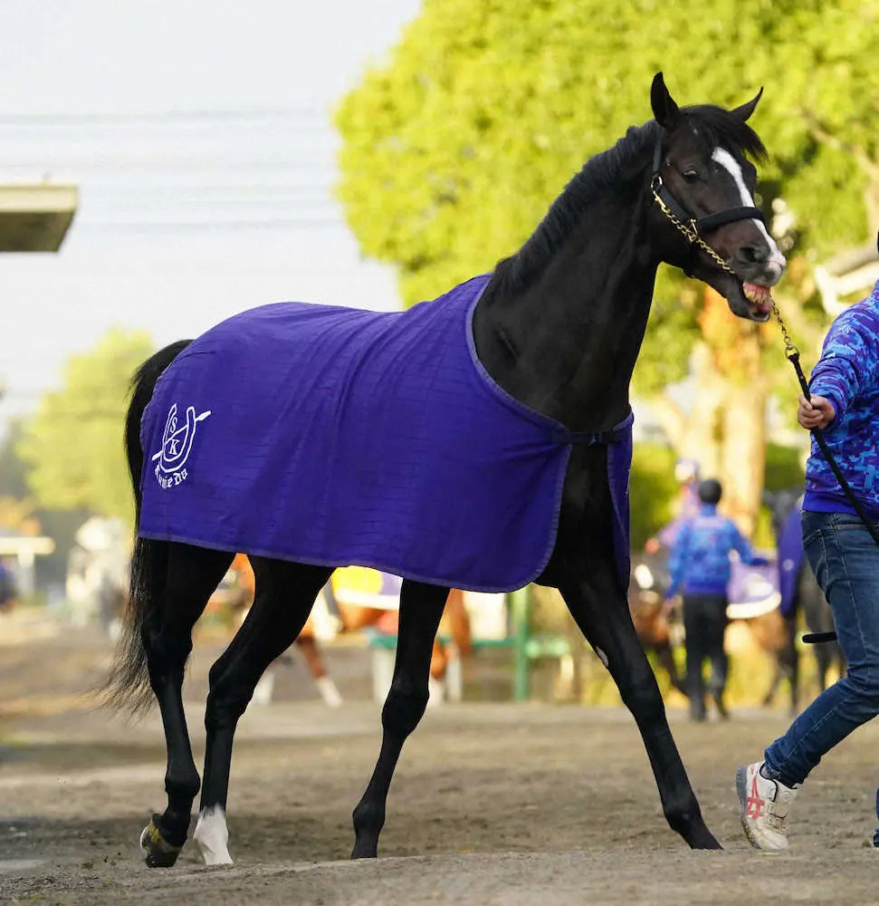 ＜美浦　調教＞厩舎内のハーツイストワール　（撮影・西川祐介）