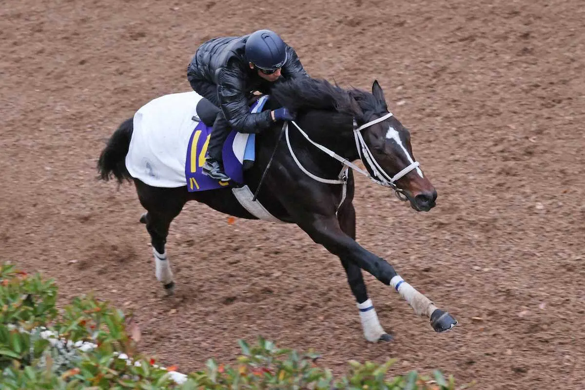 横山典弘が騎乗し、坂路で感触を確かめるように追い切られたハピ