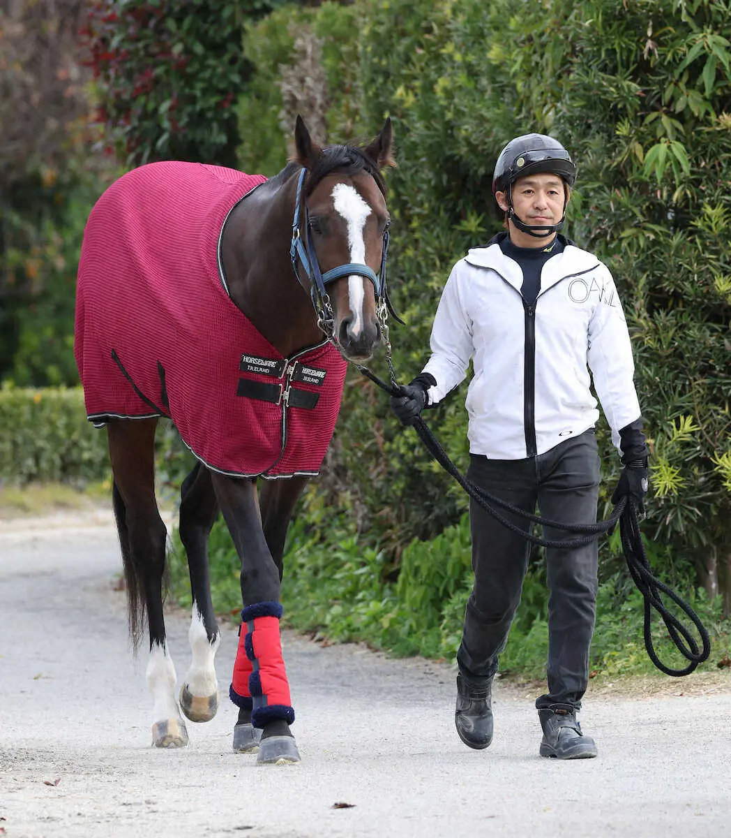 厩舎周りで運動するサンライズホープ