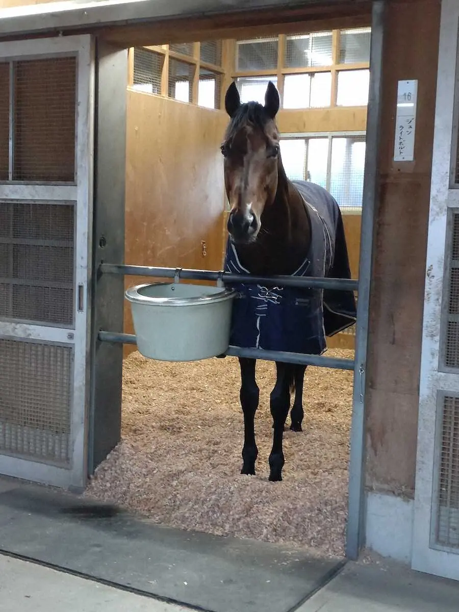 チャンピオンズCを制したジュンライトボルト（牡5＝友道）は一夜明けた5日、栗東トレセンの馬房で元気な姿を見せた