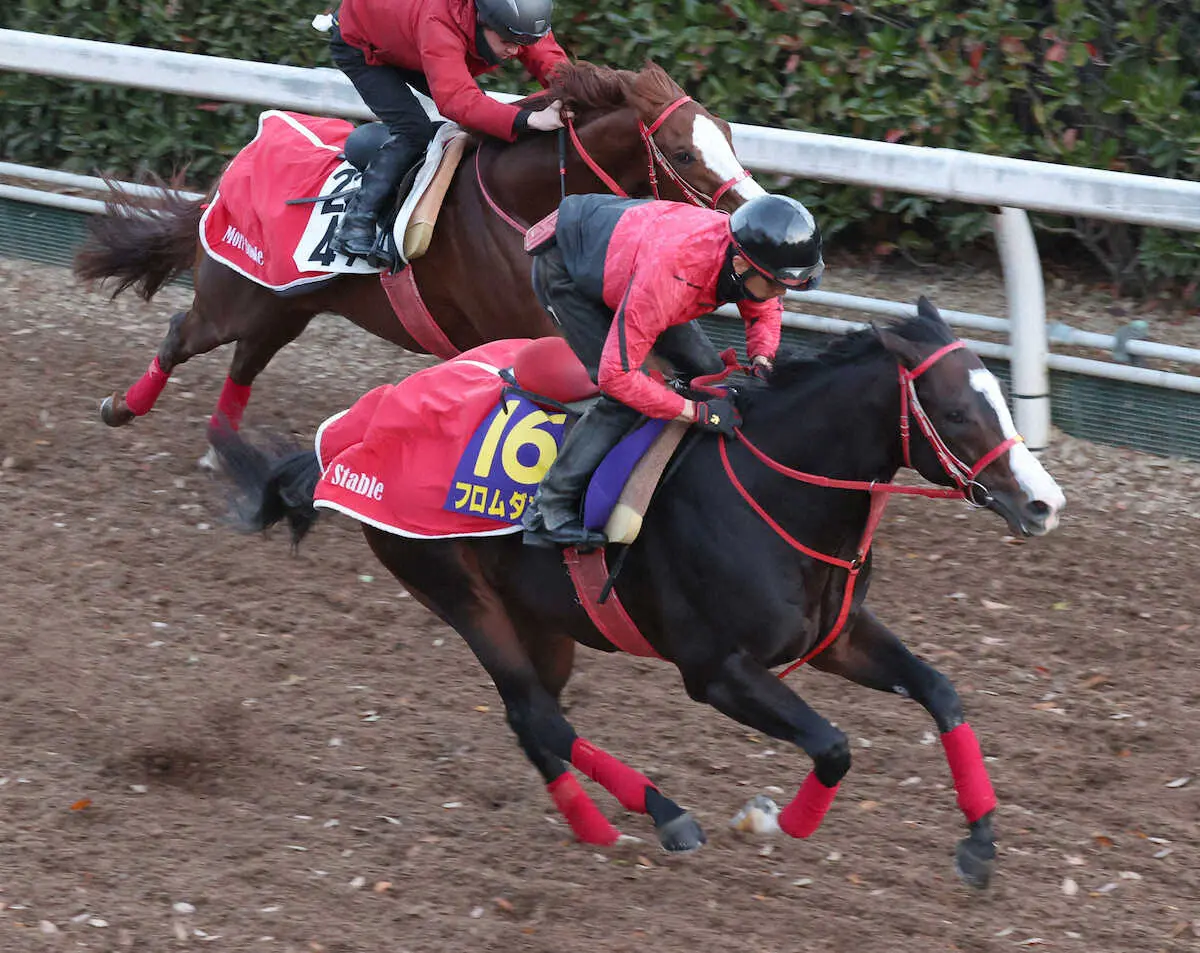 坂路にて併せ馬で追い切るフロムダスク（手前）（撮影・亀井直樹）