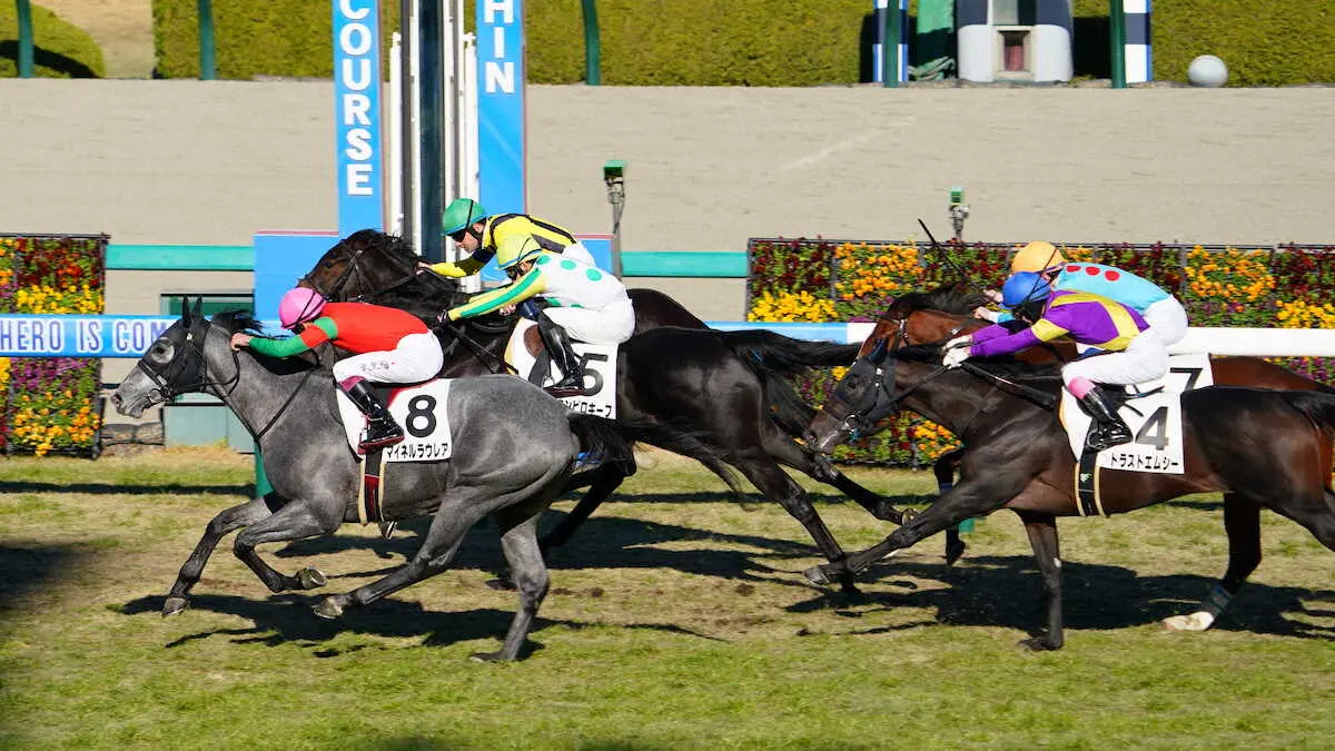 ＜阪神5R＞ゴール前差し切ったマイネルラウレア（撮影・井垣　忠夫）
