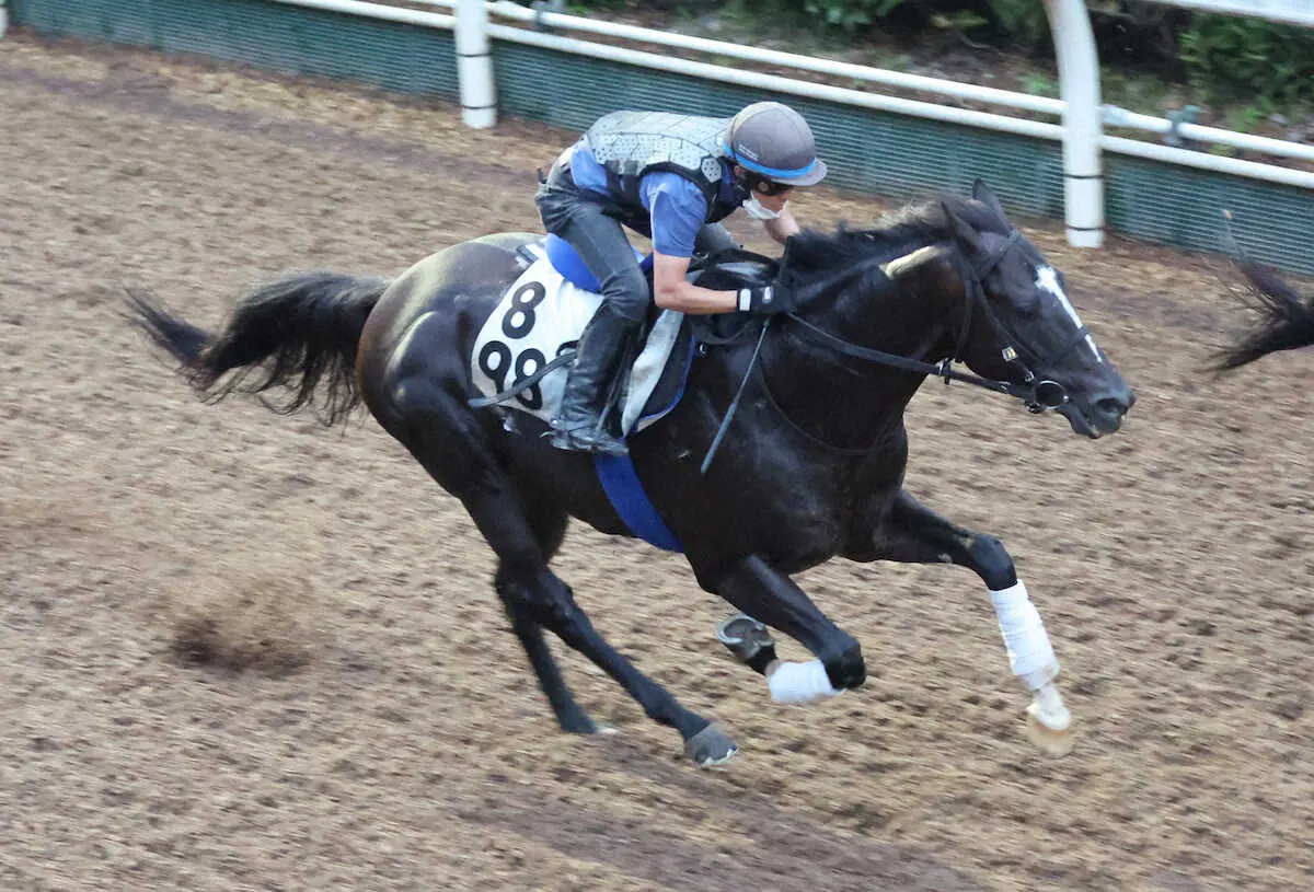 坂路で追い切るシュリ（撮影・亀井　直樹）