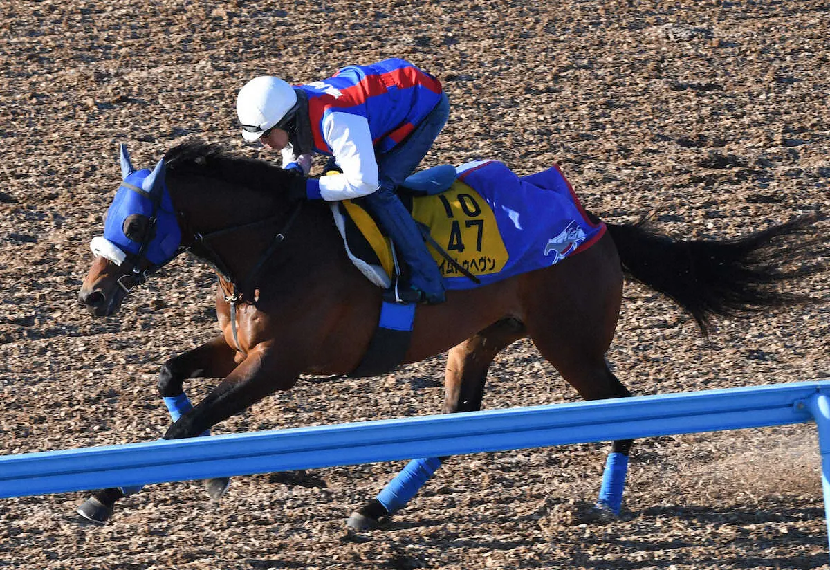 ウッドチップコースで追い切るタイムトゥヘヴン（撮影・郡司　修