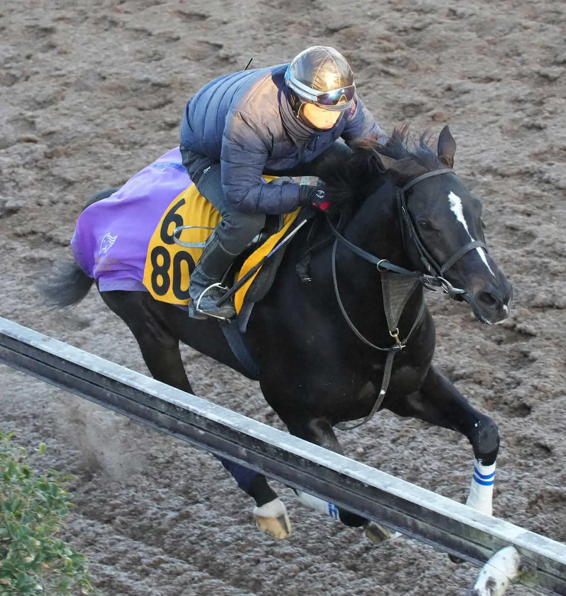 坂路で追い切るゴールドスミス（撮影・郡司　修