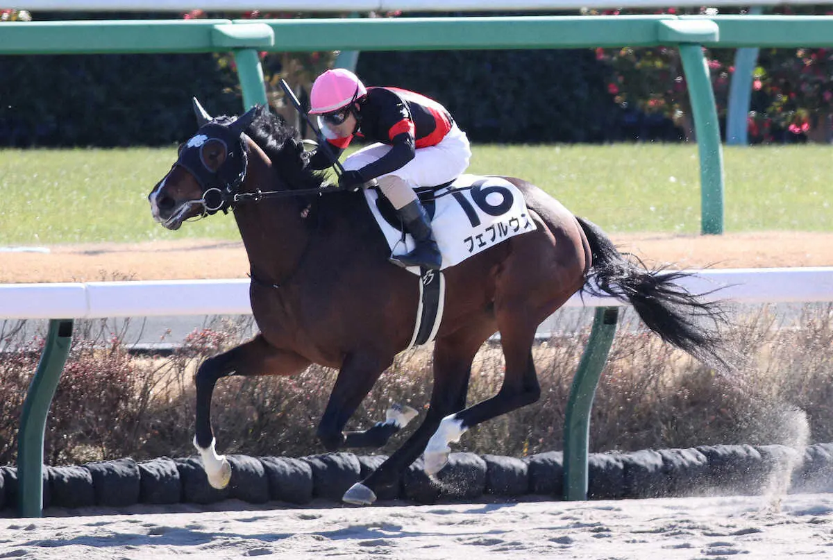 ＜中山3R＞新馬戦を制したフェブルウス（撮影・村上　大輔）