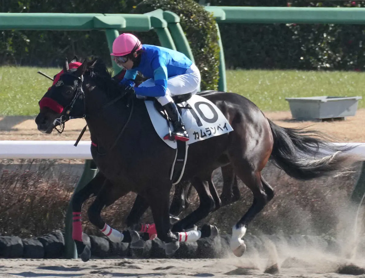＜中山6R＞レースを制したカムランベイ。騎乗した田辺はJRA通算1100勝を達成した（撮影・郡司　修）