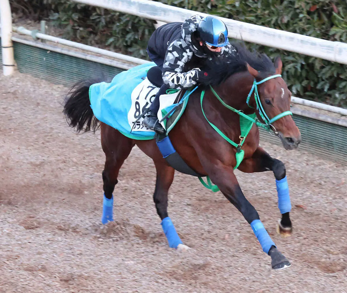 鮫島駿を背に坂路で追い切るプラダリア（撮影・亀井直樹）