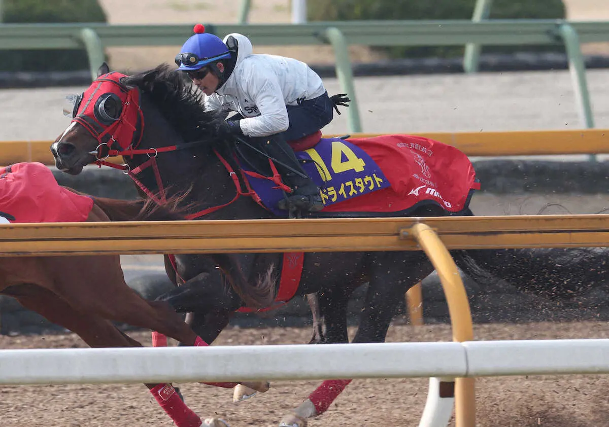 戸崎を背にCWコースで追い切るドライスタウト（撮影・亀井直樹）