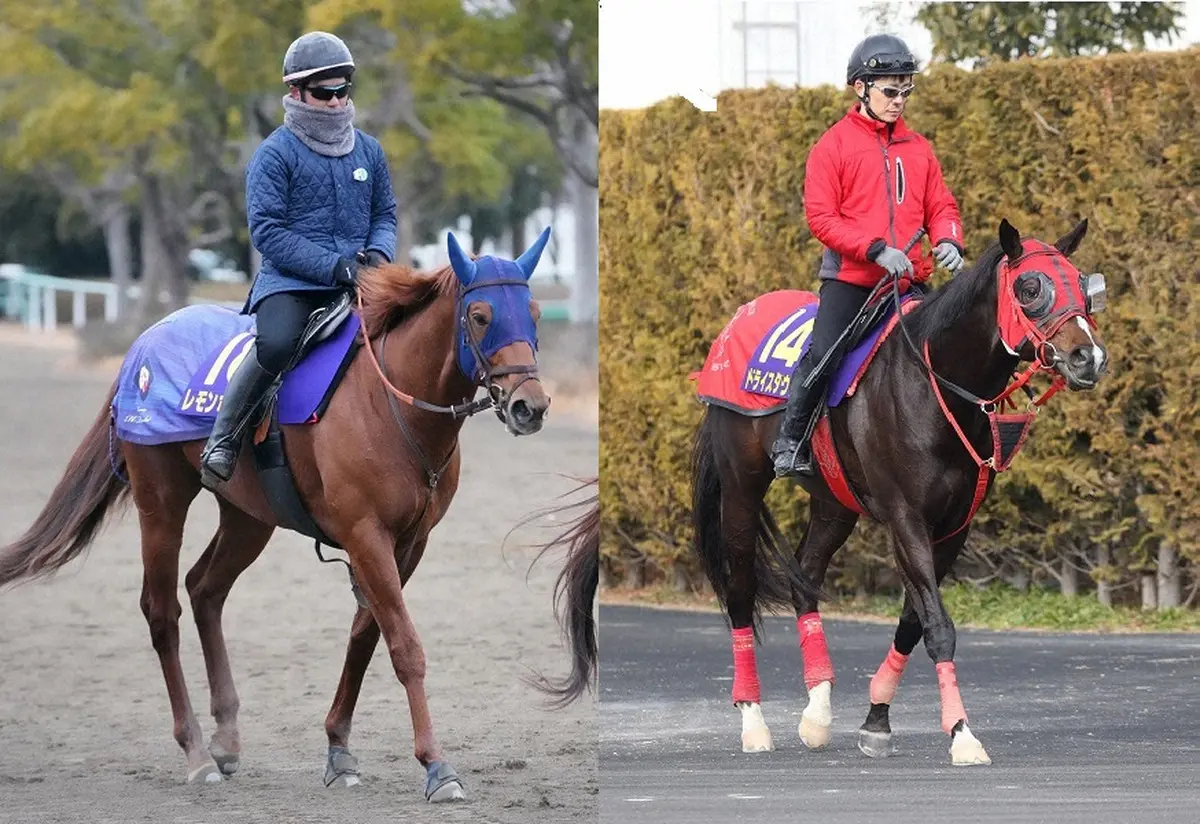 根岸Sから中2週で臨むレモンポップ(左)と久々のマイル戦でも自信のドライスタウト