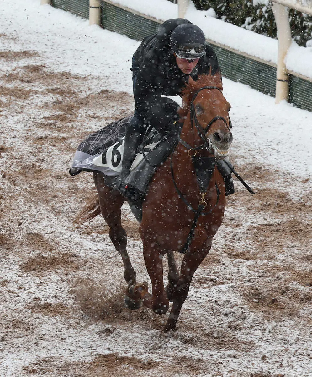 ＜ダイヤモンドS・追い切り＞　雪の中、坂路で追い切るミクソロジー（撮影・亀井　直樹）