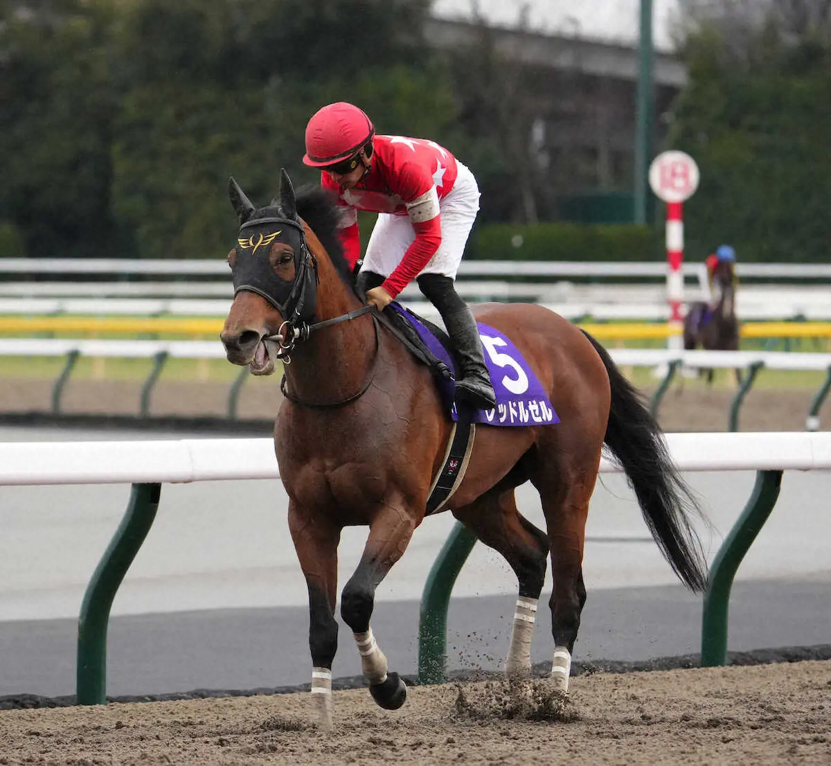 ＜フェブラリーS＞6着に敗れたレッドルゼル（撮影・沢田　明徳）