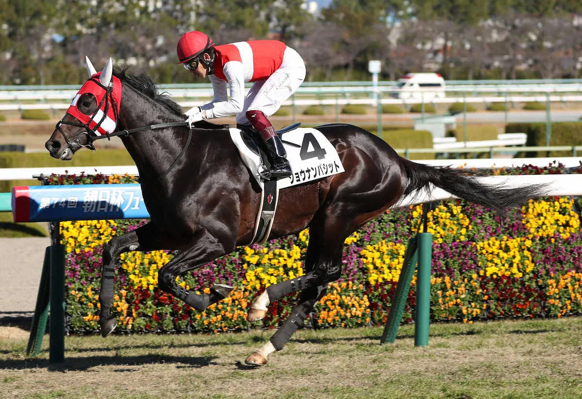２連勝と好調なショウナンバシット