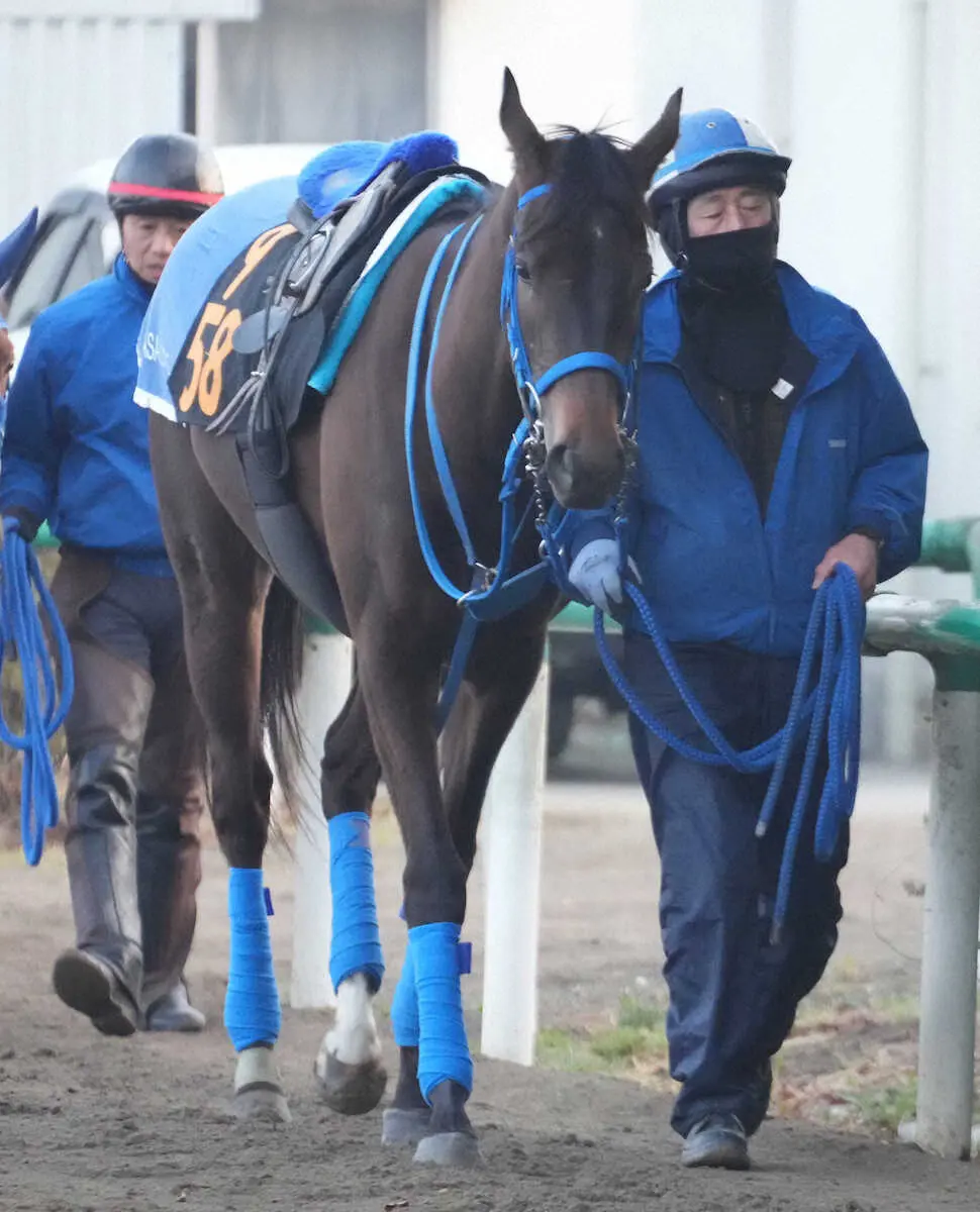 厩舎周りで運動するトーセンローリエ
