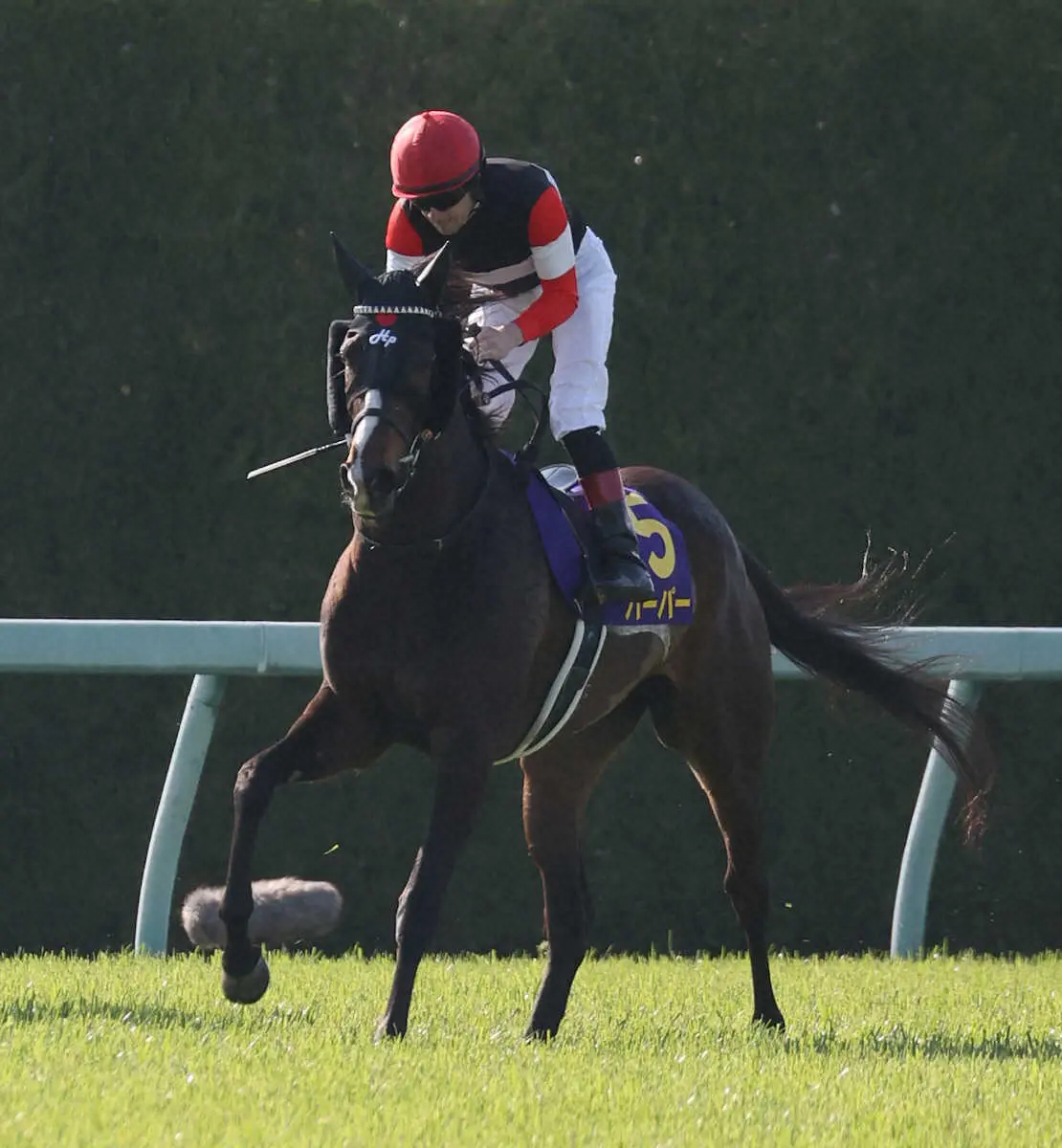 ＜桜花賞＞4着のハーパー（撮影・亀井　直樹）