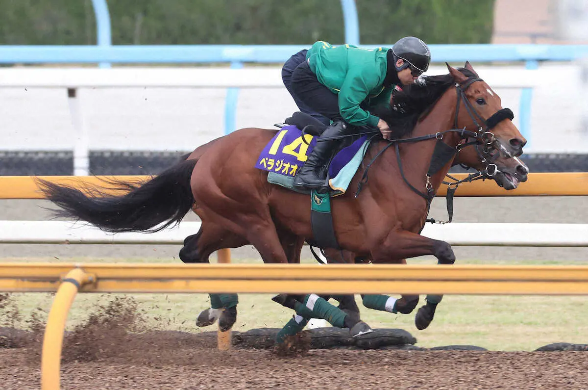 CWコースにて併せ馬で追い切るベラジオオペラ（手前）（撮影・亀井直樹）