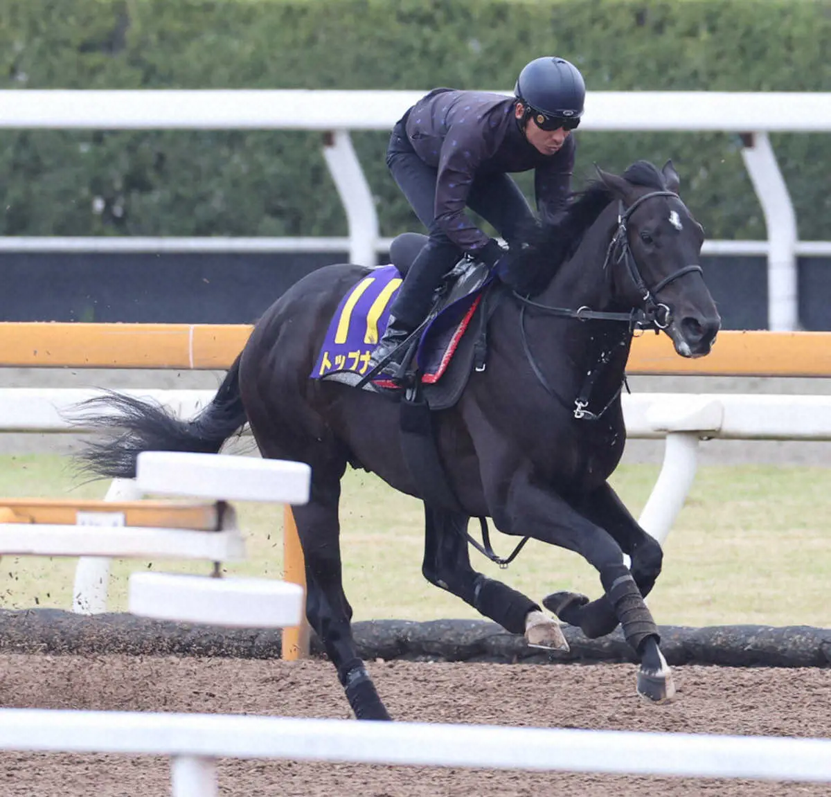 横山典弘を背にCWコースで追い切るトップナイフ（撮影・亀井直樹）