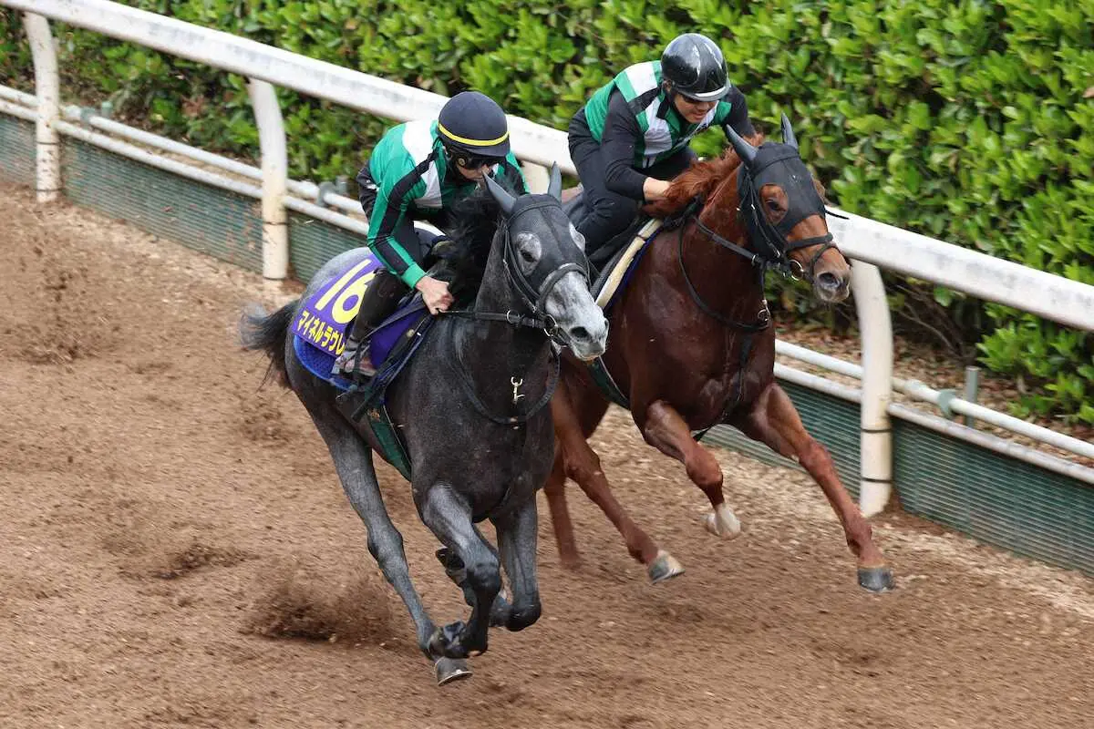 坂路で併せ馬に先着するマイネルラウレア（左）