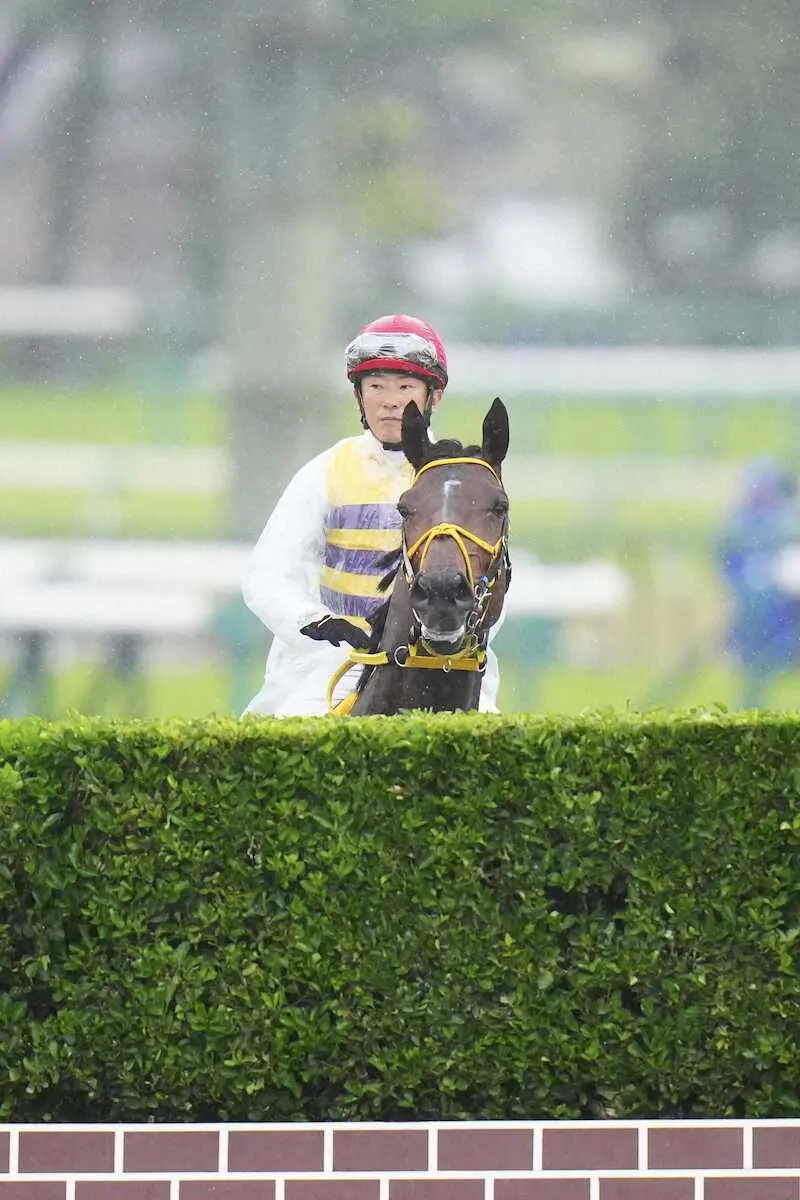 ＜中山グランドジャンプ＞レース前、障害を確認する石神騎乗のニシノデイジー（撮影・河野　光希）