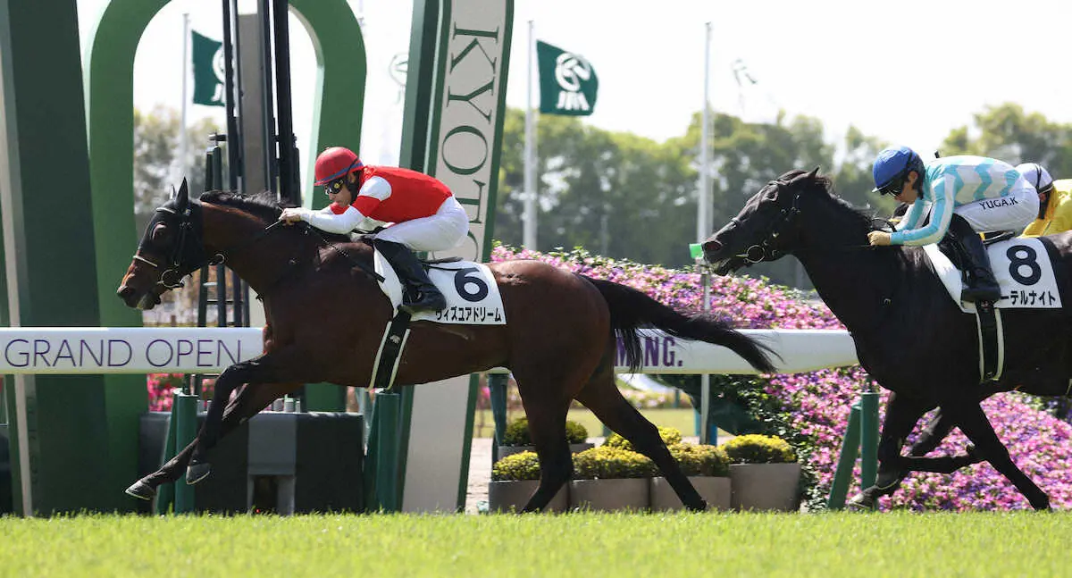 ＜京都1R＞オープニングレースを勝利する吉田隼人騎手騎乗のウィズユアドリーム（撮影・亀井　直樹）
