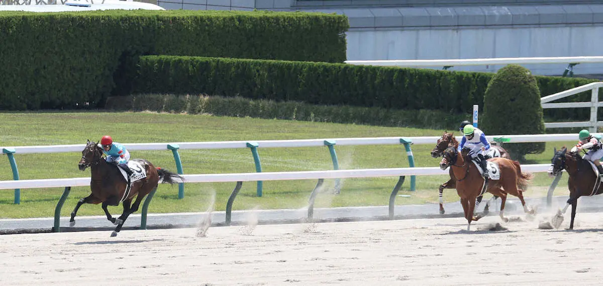 ＜京都6R＞後続を突き放し勝利するヤマニンウルス（左）　（撮影・亀井　直樹）