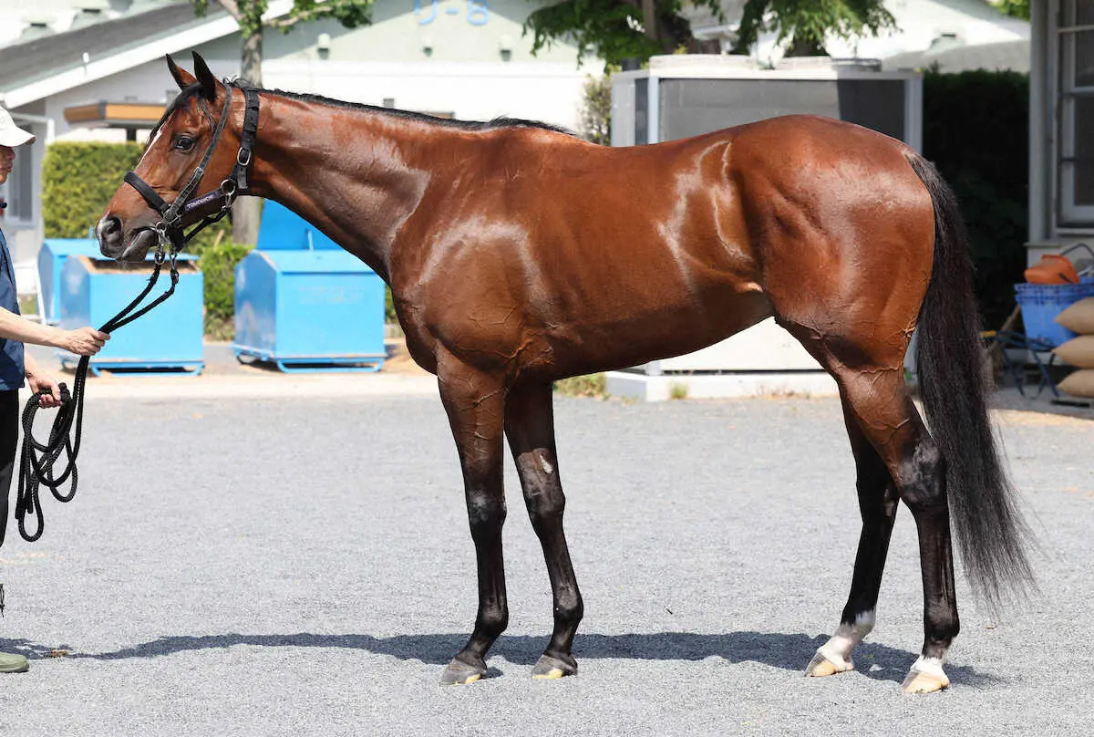 ＜日本ダービー馬体診断＞シャザーン