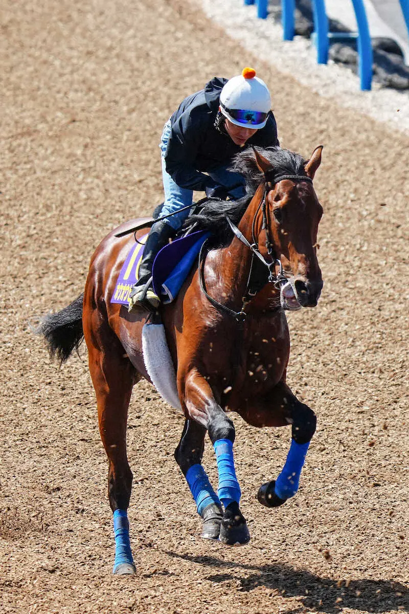 ＜日本ダービー＞丸田を背に、ウッドチップコースで追い切るホウオウビスケッツ（撮影・河野　光希）