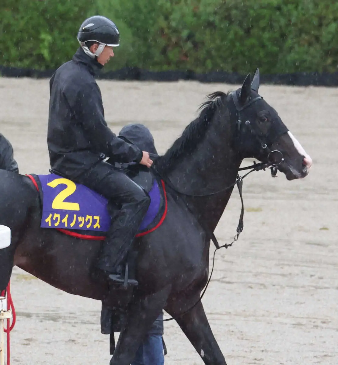 雨の中、乗り運動を終え引き揚げるイクイノックス（撮影・亀井直樹）